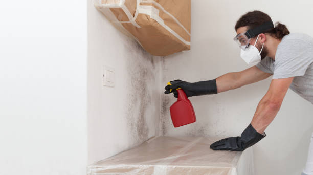 Professional Black Mold Removal technician working in Shelbyville, MI