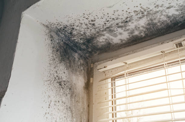 Trusted Black Mold Removal service in Shelbyville, MI - Cheap Mold Removal